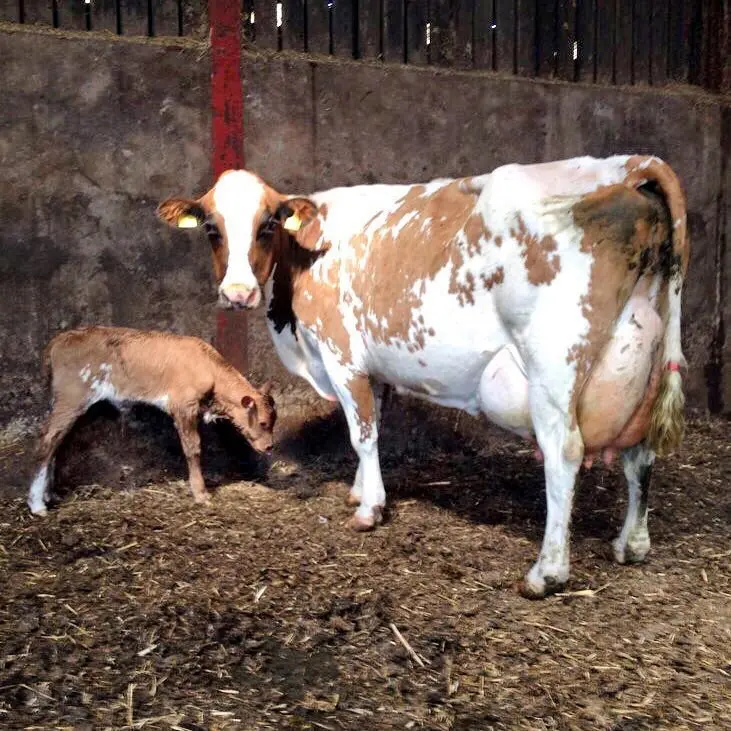 Ayrshire Heifer