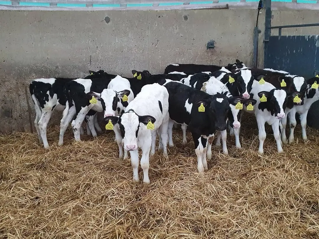 Friesian Bull Calf