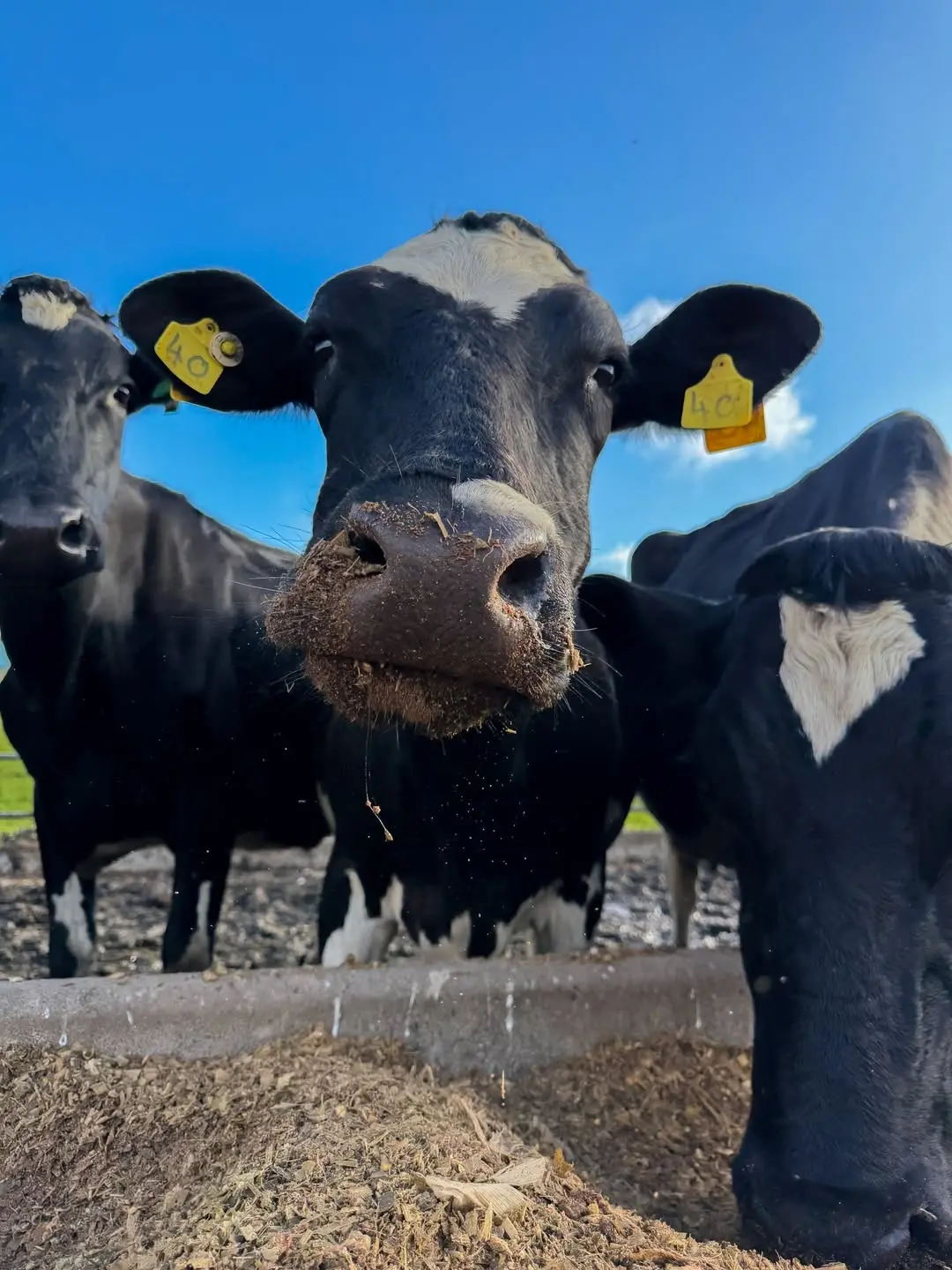 Friesian dairy cattle at KALRO Naivasha