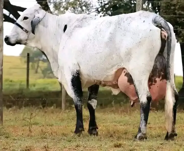 Girolando Cow