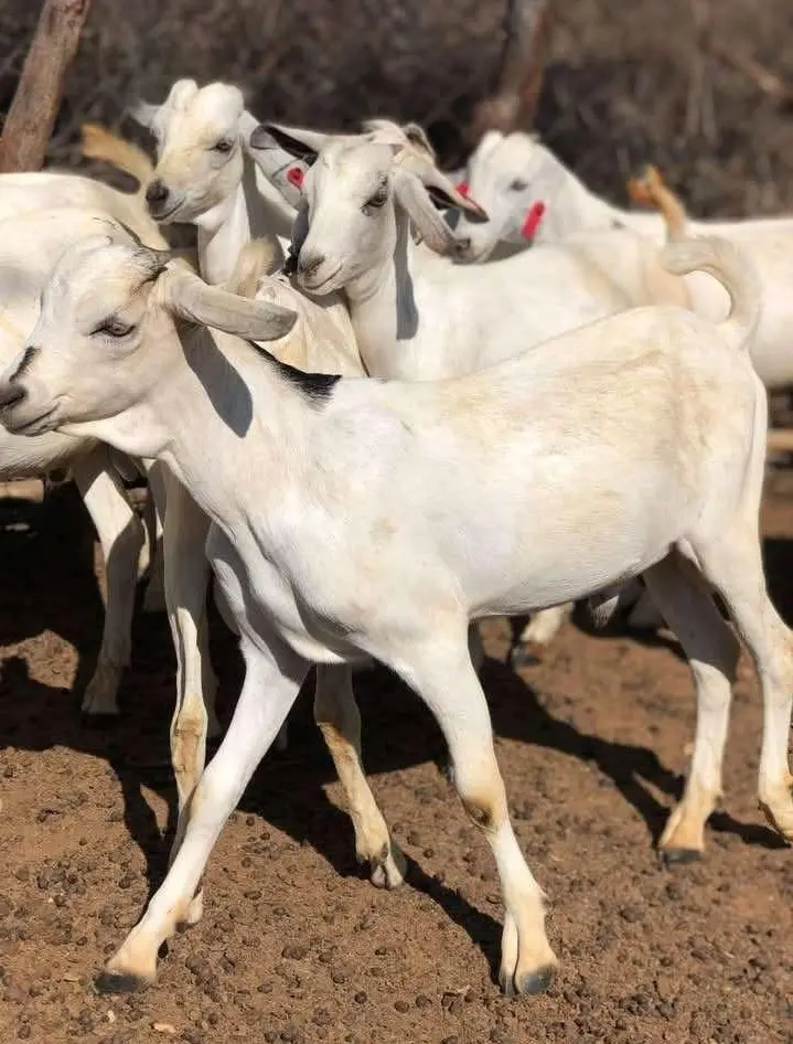 A herd of our goats grazing