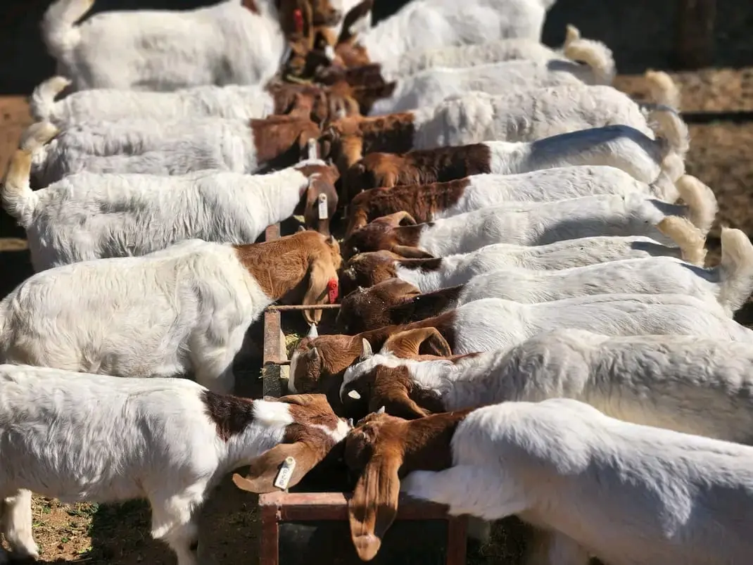 a herd of boer goats grazing