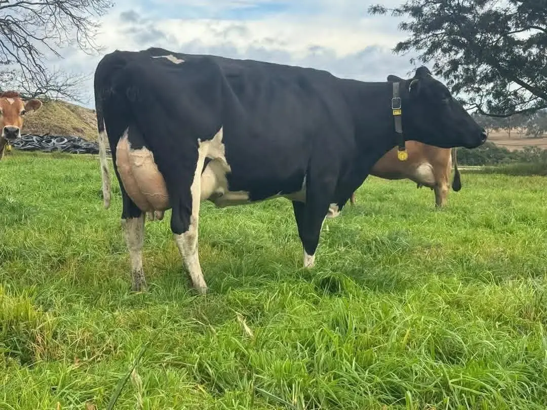 Friesian In-Calf Heifer