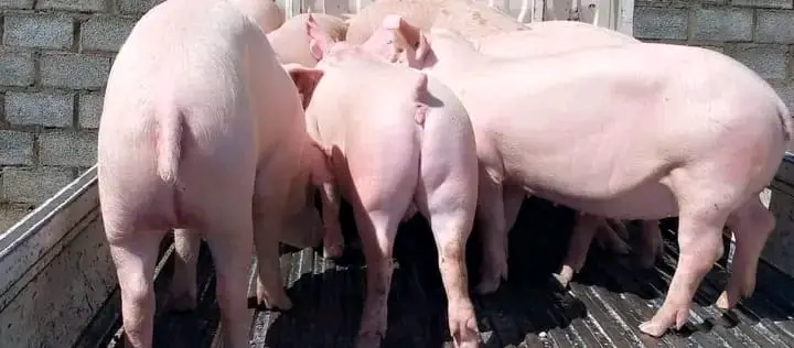 Landrace x Duroc Boar