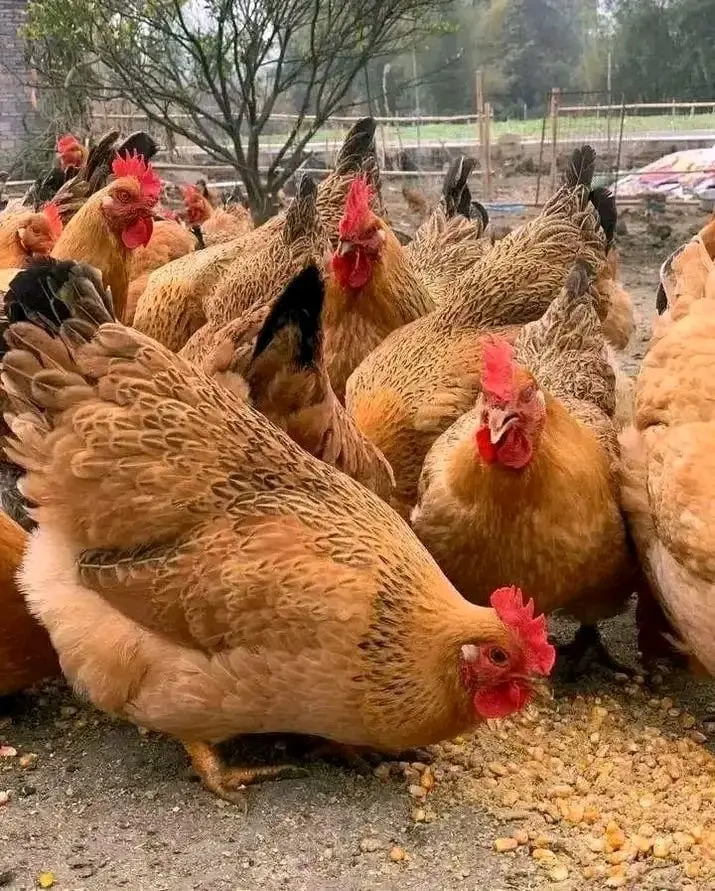 Some chicken moving about