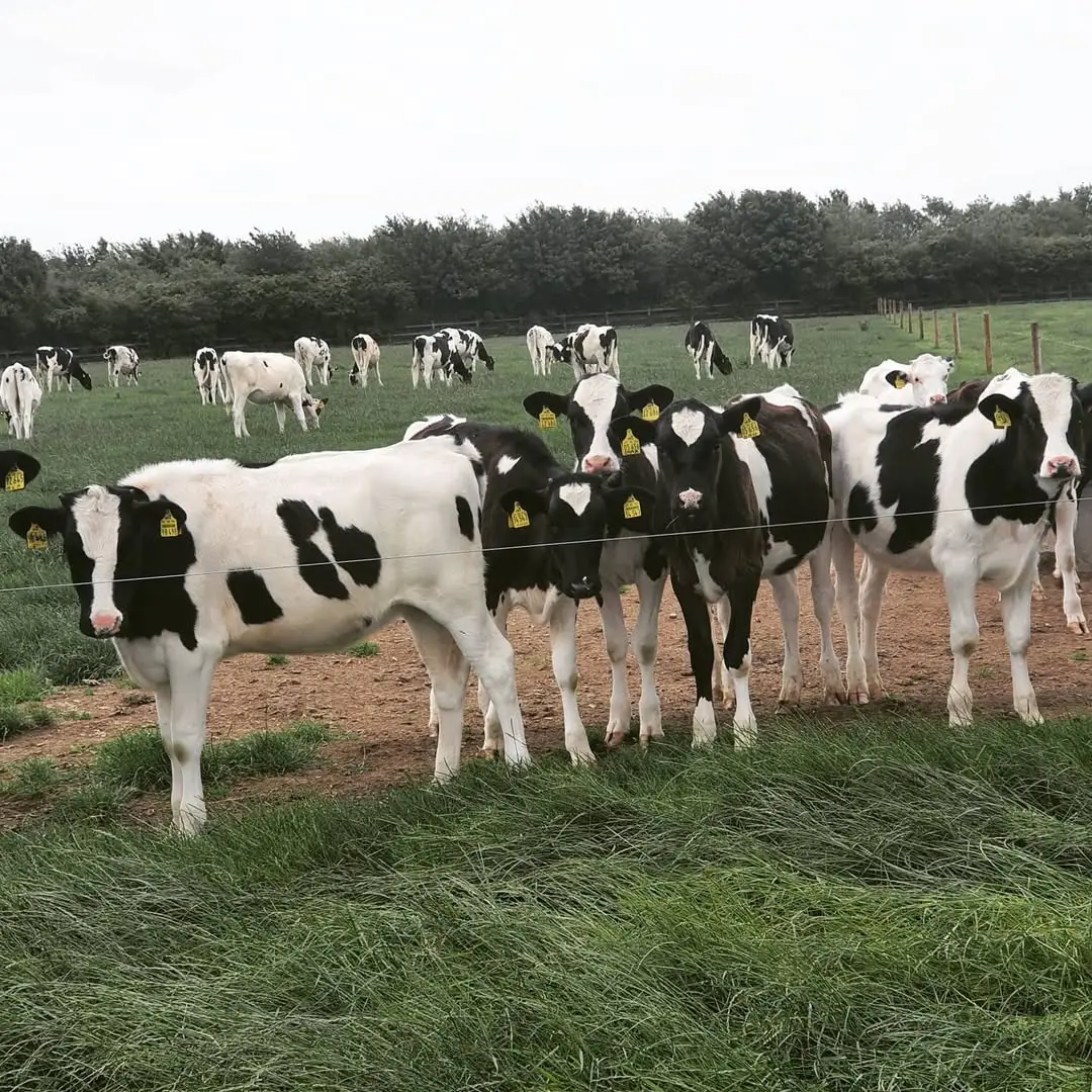 friesan calves