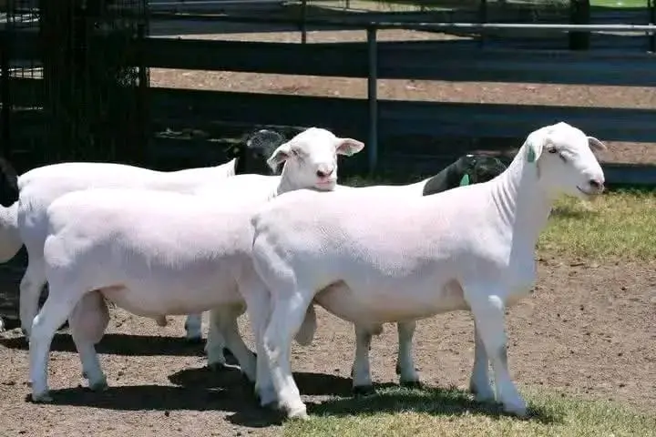 Dorper Ewe